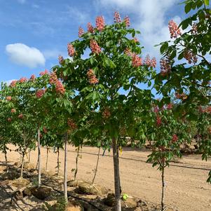 Aesculus x carnea Briotti