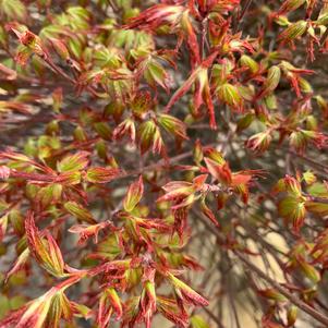 Acer palmatum Murasaki Kiyohime