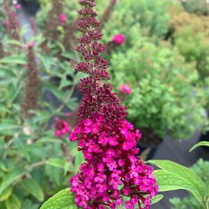 Buddleia Miss Molly(PP23425) 