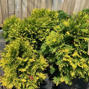 Thuja occidentalis Golden Globe (Aurea)