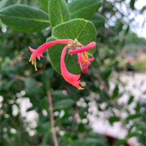 Lonicera sempervirens Major Wheeler