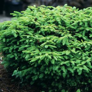 Picea abies Nidiformis