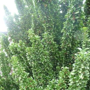 Euonymus japonicus Green Spire