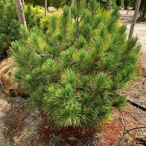 Pinus cembra Glauca