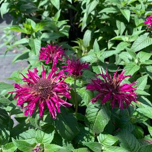 Monarda didyma Balmy Purple