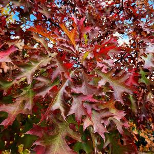 Quercus palustris 