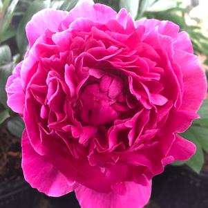 Paeonia Kansas