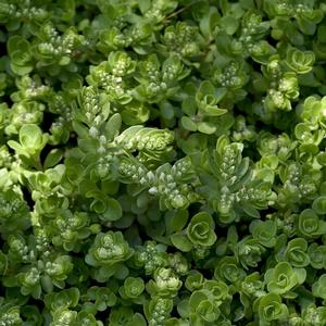 Sedum ternatum 