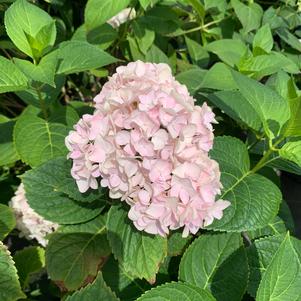 Hydrangea macrophylla Endless Summer®Blushing Bride®(PP17169 