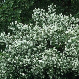 Philadelphus coronarius 