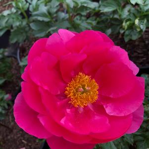 Paeonia Paula Fey