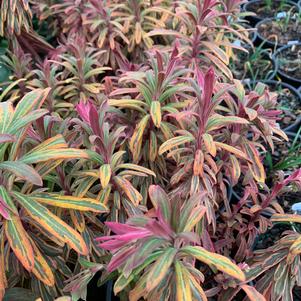 Euphorbia X martini Ascot Rainbow