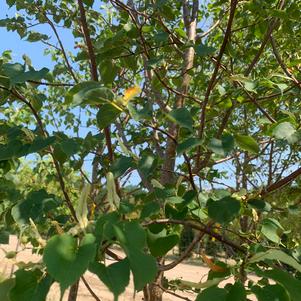 Tilia cordata Greenspire