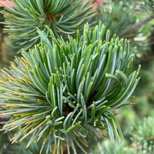 Pinus parviflora Glauca