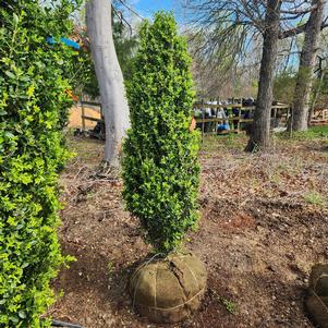 Buxus sempervirens Green Pillar