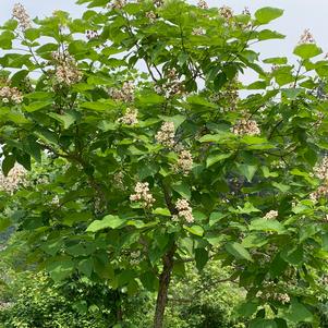 Catalpa speciosa 