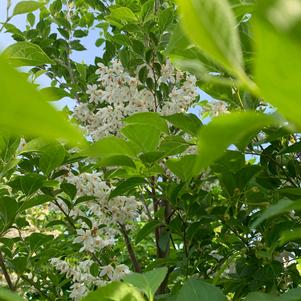 Styrax japonica Snowcone