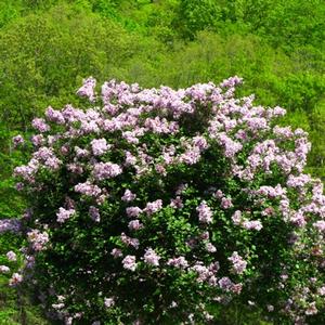 Syringa meyeri Palibin