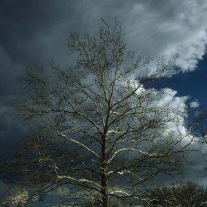 Platanus occidentalis 