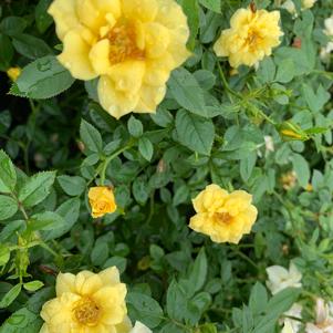 Rosa Drift® Lemon (PP20635) 