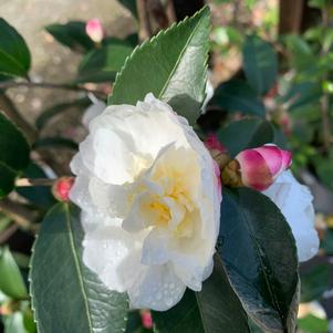 Camellia sasanqua Winter's Snowman