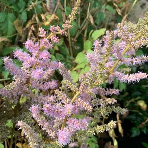 ASTILBE CHINENSIS PURPURKERZE