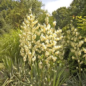 Yucca filamentosa 