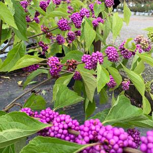 Callicarpa americana 