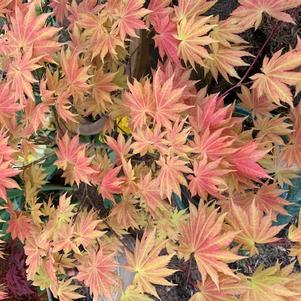 Acer shirasawanum Autumn moon