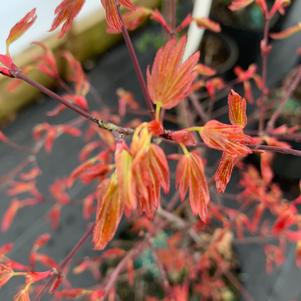 Acer palmatum Corallinum