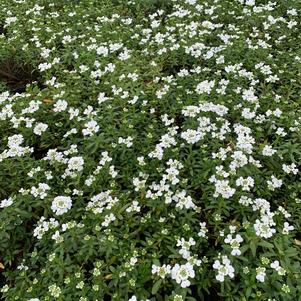 Iberis sempervirens Snowflake