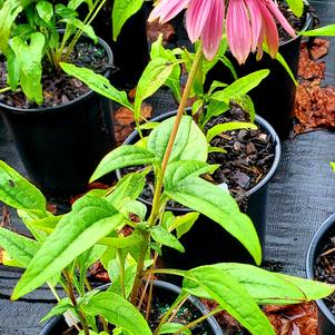 ECHINACEA POWWOW WILDBERRY