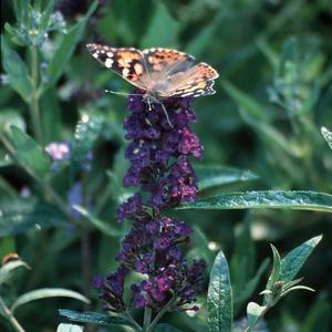 Buddleia davidii Black Knight