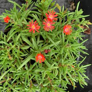 Delosperma Sunstone