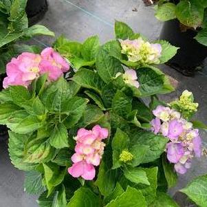 Hydrangea macrophylla Glory Blue