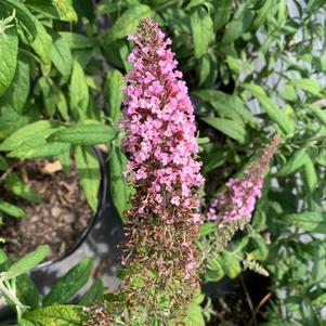 Buddleia Pink Delight