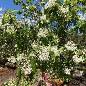 Chionanthus retusus Arnold's Pride