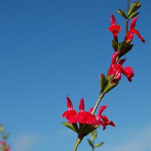 Salvia microphylla Hot Lips