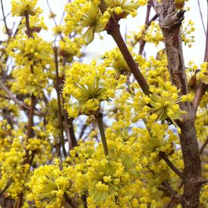 Cornus mas 