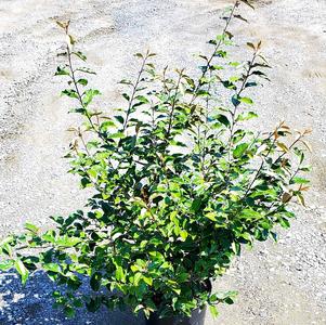 Elaeagnus pungens Fruitlandii