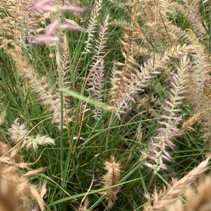 Pennisetum orientale Karley Rose