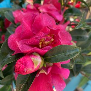 Camellia sasanqua October Magic® Ruby 