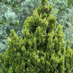 Chamaecyparis obtusa Meroke Twin