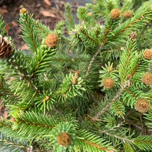 Picea abies Pusch