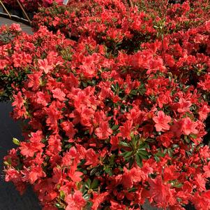 Azalea-Rhododendron Glen Dale hybrid Fashion