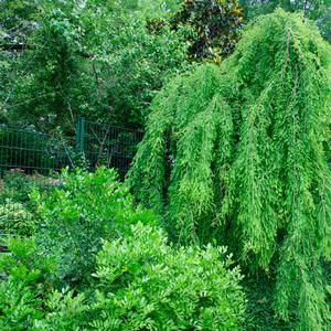 Taxodium distichum Falling Waters