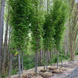 Zelkova serrata Musashino