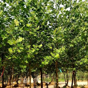 Platanus x acerifolia Exclamation