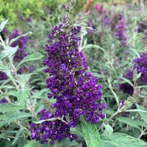 Buddleia Buzz™ Midnight (PPAF)