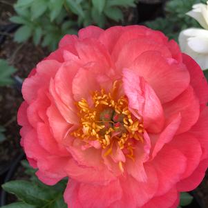 Paeonia Coral Sunset